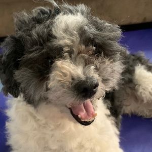 Meet your Posher, Grace